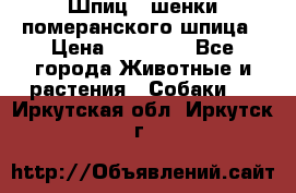 Шпиц - шенки померанского шпица › Цена ­ 20 000 - Все города Животные и растения » Собаки   . Иркутская обл.,Иркутск г.